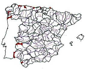 Alosa alosa_mapa.jpg